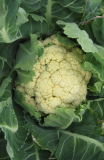 Samen Blumenkohl Neckarperle